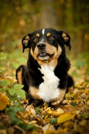 appenzeller sennenhund - cei mai buni câini de pază