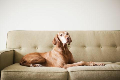 SUA, Utah, Salt Lake City, câine pe canapea