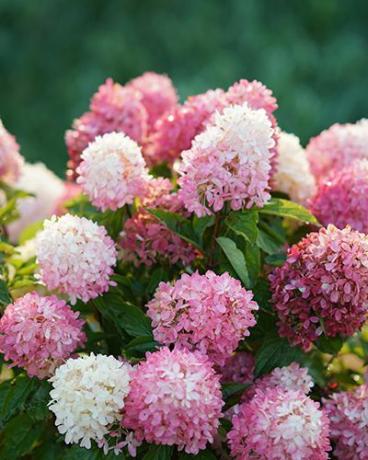 Zinfin Doll Hydrangeas