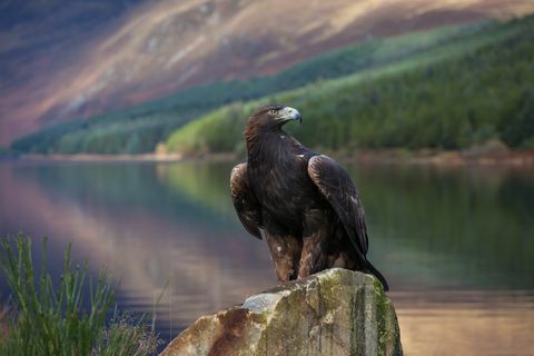 Vulturul de aur în parcul național Cairngorms, Scoția, Marea Britanie