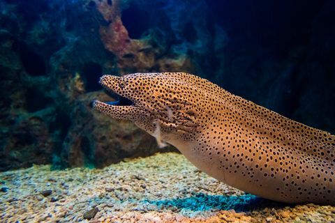 Moray Eel. Gymnothorax miliaris