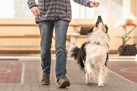 câine atent border collie lucrează împreună cu stăpânul său