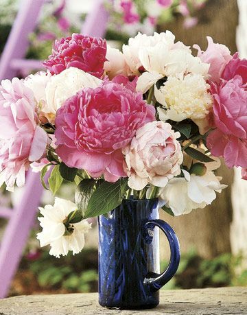 bujori roz și albi într-o vază albastru