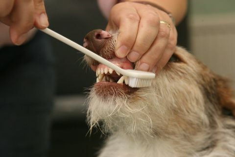 dinții de câine curățați