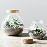 Bowl Terrarium închis