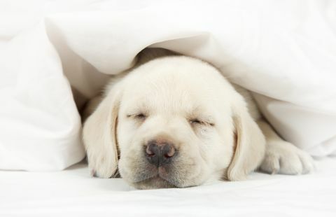Catelus Labrador dormind intr-un pat