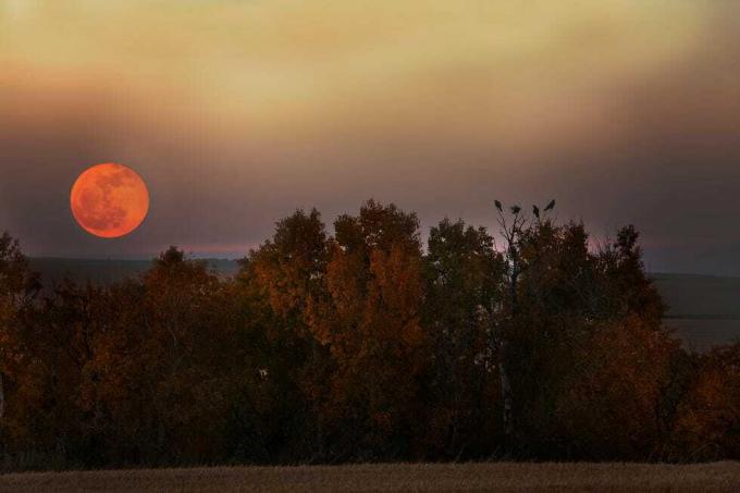 luna de recoltare răsare peste copacii de toamnă cu păsări cocoțate pe ei