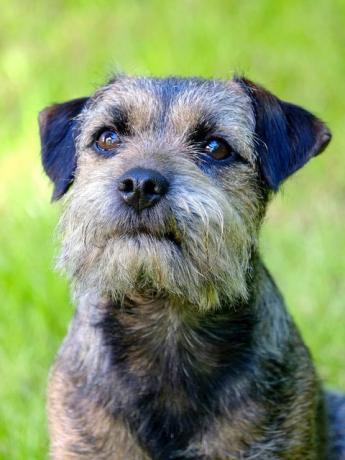 portretul border terrier