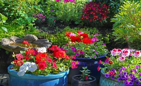 cum să-ți pregătești grădina pentru primăvară