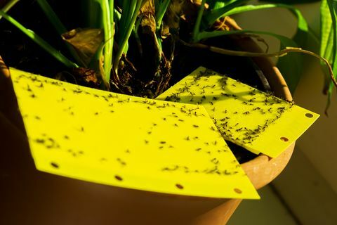 capcană lipicioasă galbenă într-o plantă de apartament pt