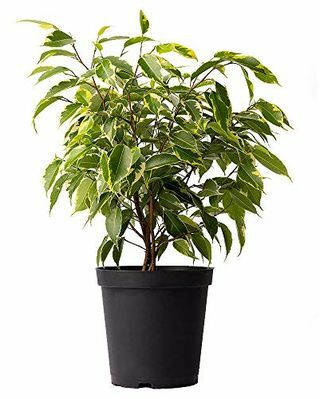 Mini Arbore Ficus