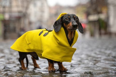 drăguț câine teckel, negru și cafeniu, îmbrăcat într-o haină de ploaie galbenă stă într-o băltoacă pe o stradă a orașului