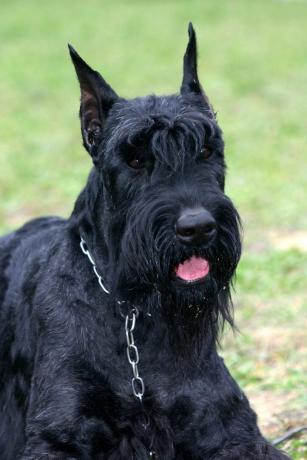 schnauzer uriaș - câini de pază cei mai buni