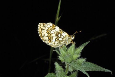 fritillary heath