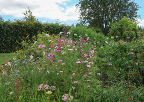 pat de flori în grădină la rosemoor, devon, Anglia, Marea Britanie