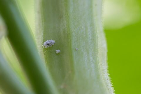 creșterea infestației cu coligări a plantei