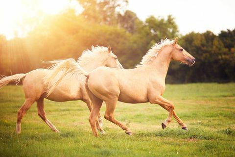 Caii Palomino galopând pe câmp