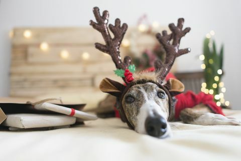 Portret de Ogar purtând o bandă de cerce antler