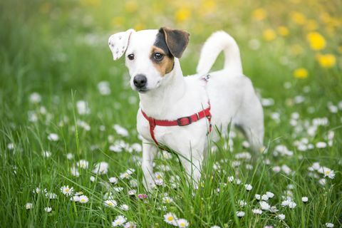 jack russell terrier pe o pajiște cu flori