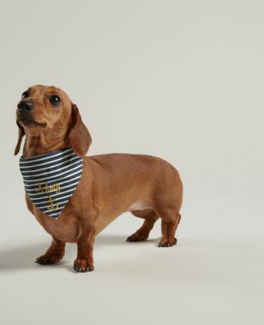 Joules nautical câine bandana