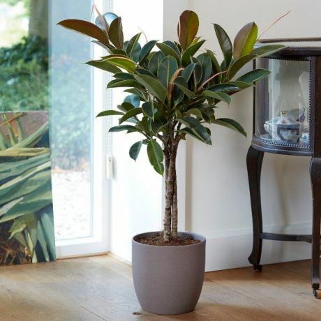 Plantă de cauciuc cu tulpină triplă de 100 cm 'Melany' | Ficus elastica | Ghiveci de 21 cm | Prin teoria plantelor