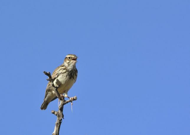 Woodlark (Lullula arborea) pe ramură