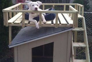 Casă pentru câini cu punte de acoperiș