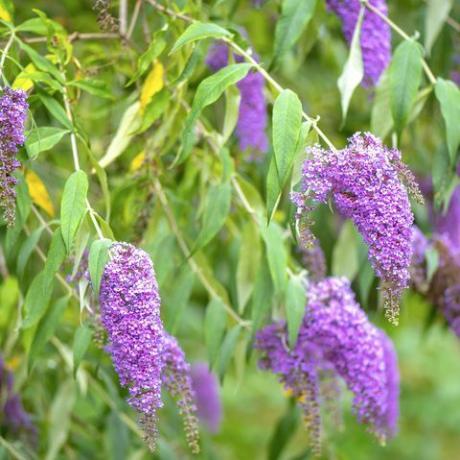 Imagine apropiată a frumoasei înfloriri de vară Buddleja, sau Buddleia, cunoscută în mod obișnuit sub numele de flori de flori violet