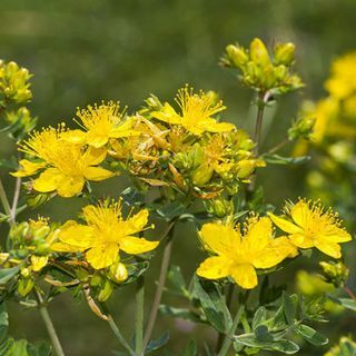 St Johns wort erbacee de anxietate