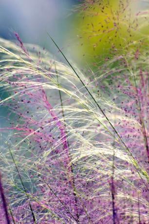 iarbă de muhly roz, closeup