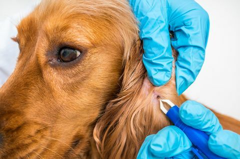 Veterinar scoate o căpușă de la câinele Cocker Spaniel