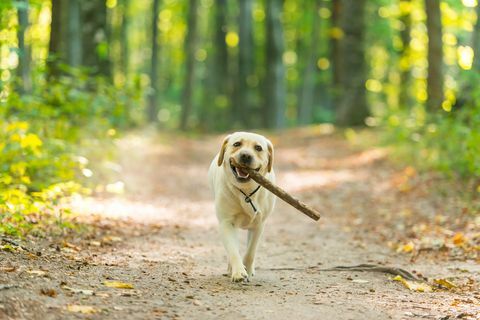 labrador galben cu băț în pădure