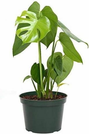 Monstera Deliciosa, oală de 6 inci