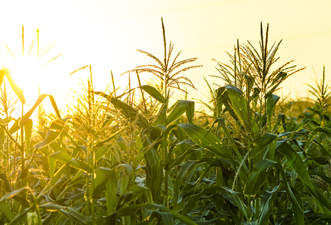 Cornfield în Anglia