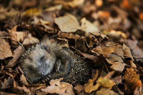 Ariciul european (Erinaceus europaeus) doarme în frunzele de toamnă