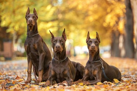 trei doberman pincher relaxându-se în parc