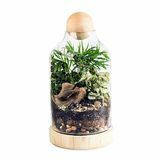 Kit DIY Terrarium