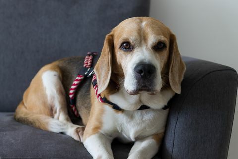 câine beagle