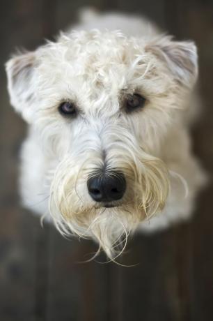 Terrier de grâu cu acoperire moale