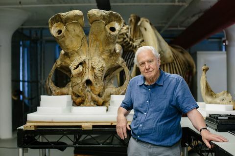 David Attenborough și Gigantul Elefant Jumbo