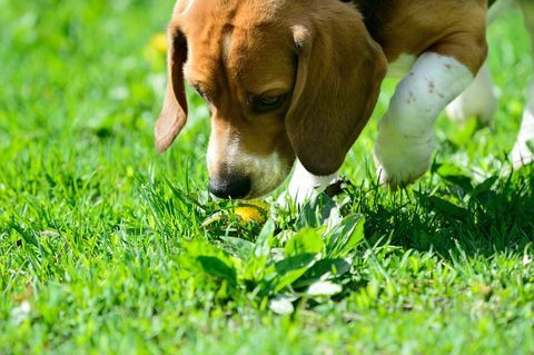 câine beagle mirosind floare