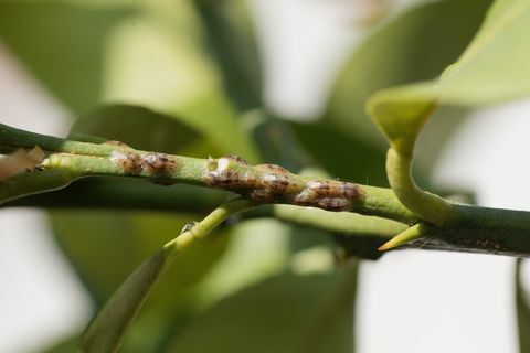 insecte solzoase pe o tulpină a unui lămâi
