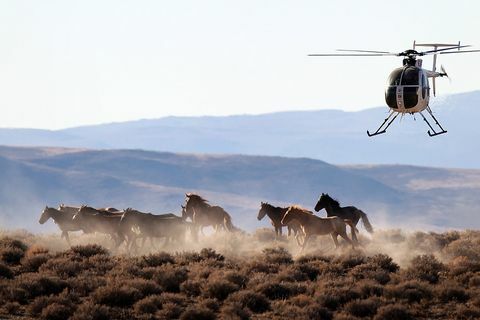 mustanguri în Nevada