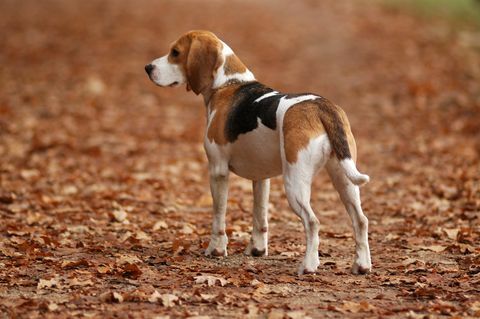 câine beagle în natură