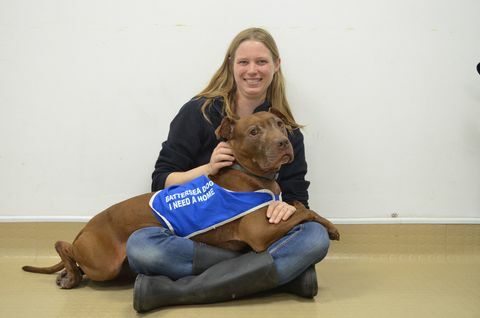 câine cățeluș câine labrador battersea câini acasă