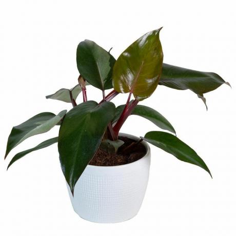 Philodendron Pink Princess, oală de 6 inci