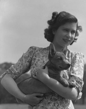 prințesa elizabeth regina elizabeth ii fotografiată ținând un corgi în terenul castelului Windsor, Berkshire, Marea Britanie, 30 mai 1944 fotografie de lisa sheridanstudio lisahulton archivegetty images