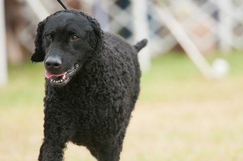 retriever învelit creț