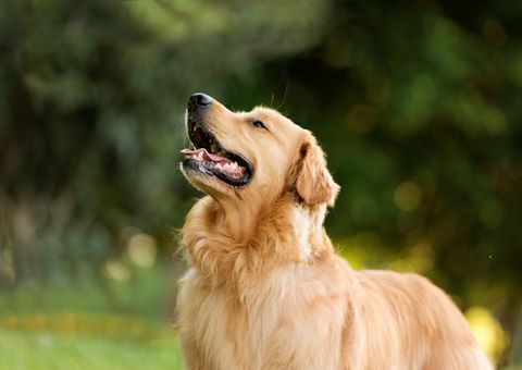 un câine labrador retriever în parc