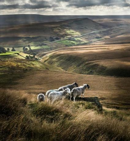 animalele apar din nou în Yorkshire de Nord după ce au luat foc